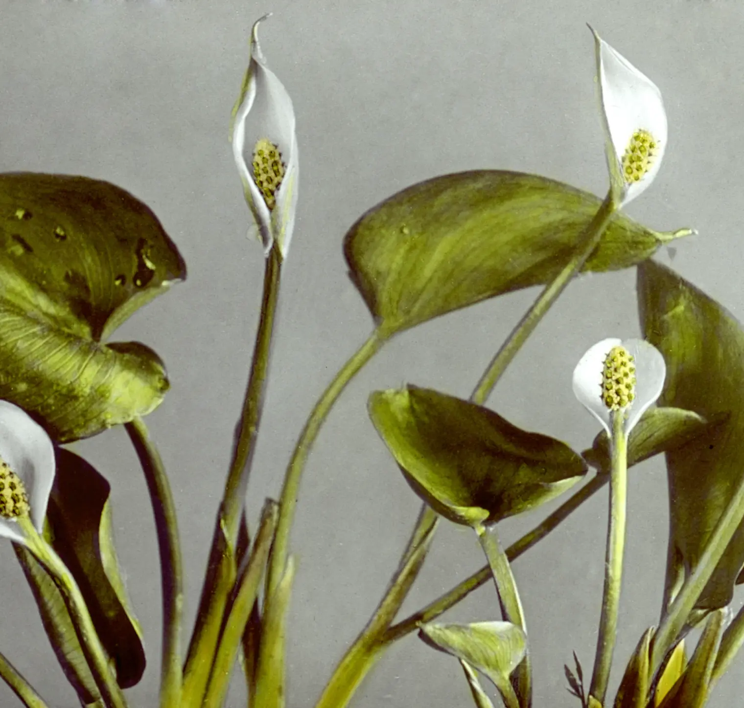 Order Broiler Picture of a flower