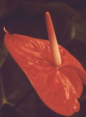 Order Broiler Close up of a red anthurium.