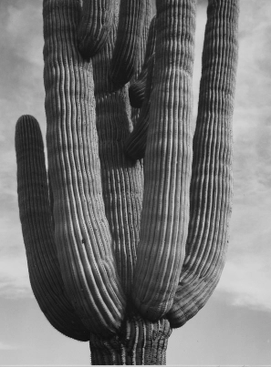 Order Broiler Category Cactus