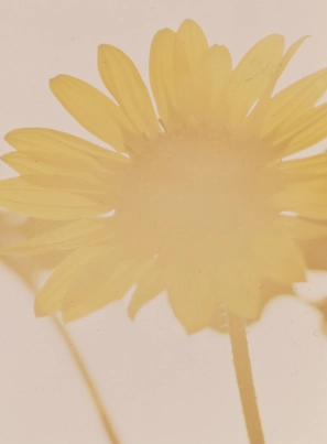 Order Broiler Category Sunflowers