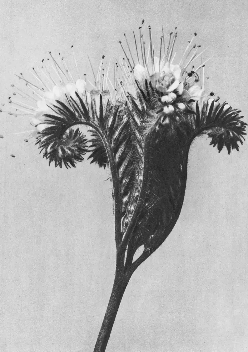 Event Listing Black and white photography close up of a flower.