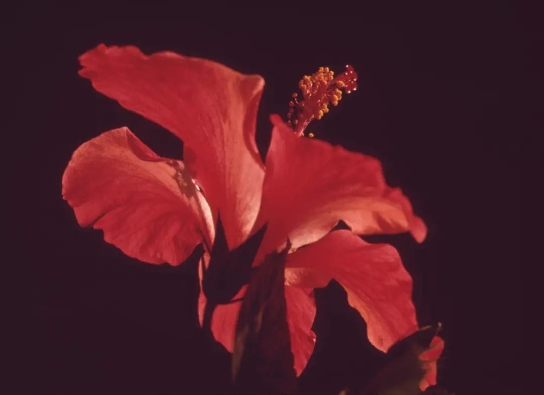 Event Listing Photography close up of a red flower.